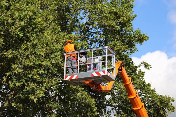 Best Tree Disease Treatment  in USA